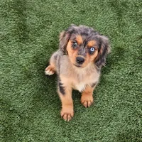 Cash, a male Cavalier King Charles Spaniel and Miniature American Shepherd for sale in Pomona, CA – 3 of 3