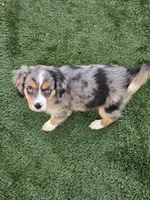 Amelia, a female Cavalier King Charles Spaniel and Miniature American Shepherd for sale in Pomona, CA – 4 of 4