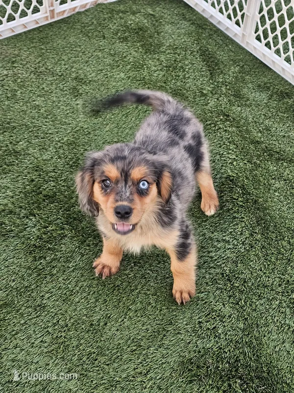Cash – Cavalier King Charles Spaniel, Miniature American Shepherd puppy for sale in Pomona, CA