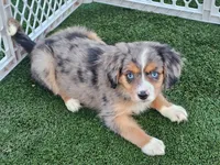 Amelia, a female Cavalier King Charles Spaniel and Miniature American Shepherd for sale in Pomona, CA – 2 of 4