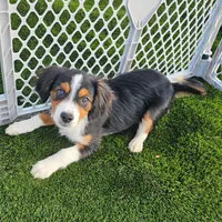 Tex, a male Cavalier King Charles Spaniel and Miniature American Shepherd for sale in Scottsdale, AZ – 8 of 9