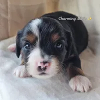 Charlotte, a female Toy Australian Shepherd for sale in Show Low, AZ – Photo 4 of 4