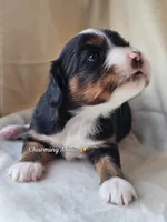 Charlotte, a female Toy Australian Shepherd for sale in Show Low, AZ – Photo 2 of 4