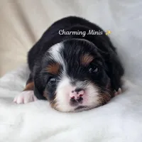 Charlotte, a female Toy Australian Shepherd for sale in Show Low, AZ – Photo 1 of 4