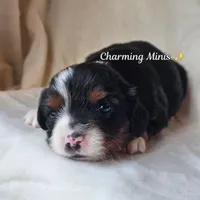 Charlotte, a female Toy Australian Shepherd for sale in Show Low, AZ – Photo 3 of 4