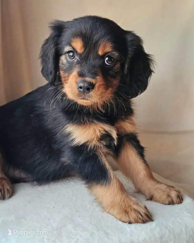 Paddington – Aussalier puppy for sale in Pomona, CA