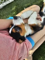 Tex, a male Cavalier King Charles Spaniel and Miniature American Shepherd for sale in Scottsdale, AZ – 6 of 9