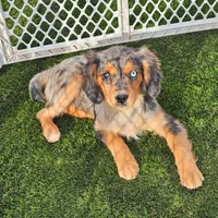 Cash, a male Cavalier King Charles Spaniel and Miniature American Shepherd for sale in Sun City, CA – 2 of 6