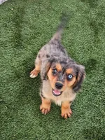Cash, a male Cavalier King Charles Spaniel and Miniature American Shepherd for sale in Pomona, CA – 2 of 3