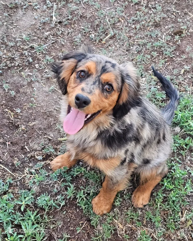 Smokey – Toy Australian Shepherd puppy for sale in Show Low, AZ