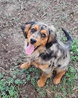 Smokey, a female Toy Australian Shepherd for sale in Show Low, AZ – 1 of 2