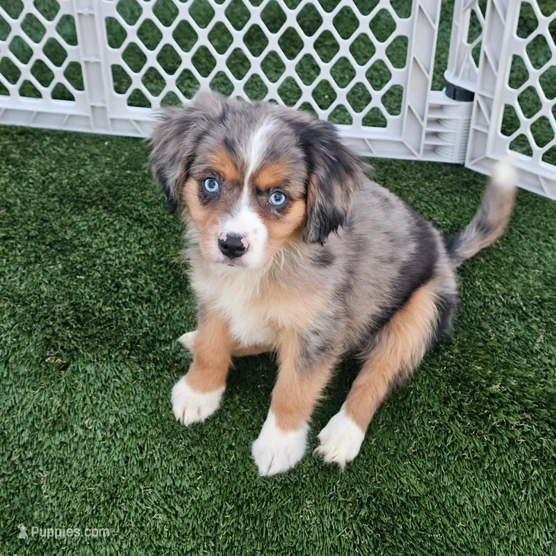 Amelia – Cavalier King Charles Spaniel, Miniature American Shepherd puppy for sale in Pomona, CA