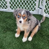 Amelia, a female Cavalier King Charles Spaniel and Miniature American Shepherd for sale in Pomona, CA – 1 of 4