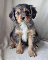 Winnie, a male Cavalier King Charles Spaniel and Toy Australian Shepherd for sale in Show Low, AZ – Photo 5 of 5