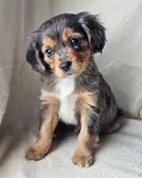 Winnie, a male Cavalier King Charles Spaniel and Toy Australian Shepherd for sale in Show Low, AZ – Photo 4 of 5