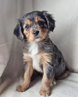 Winnie, a male Cavalier King Charles Spaniel and Toy Australian Shepherd for sale in Show Low, AZ – Photo 1 of 5