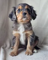 Winnie, a male Cavalier King Charles Spaniel and Toy Australian Shepherd for sale in Show Low, AZ – Photo 3 of 5