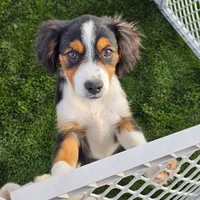 Tex, a male Cavalier King Charles Spaniel and Miniature American Shepherd for sale in Scottsdale, AZ – 7 of 9