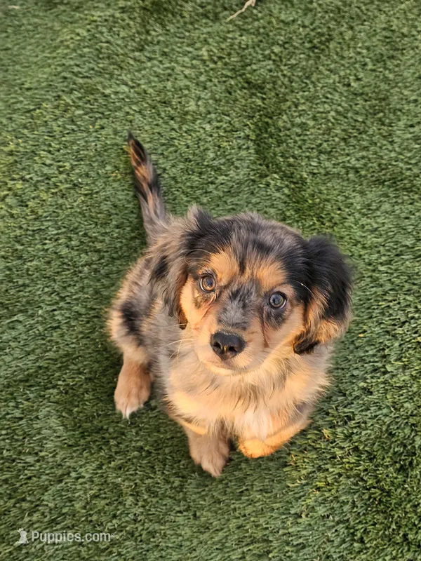 Levi – Cavalier King Charles Spaniel, Miniature American Shepherd puppy for sale in Pomona, CA
