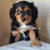 Austin, a male Cavalier King Charles Spaniel and Toy Australian Shepherd for sale in Show Low, AZ – Photo 3 of 8