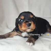 Austin, a male Cavalier King Charles Spaniel and Toy Australian Shepherd for sale in Show Low, AZ – Photo 4 of 8