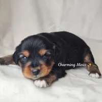 Austin, a male Cavalier King Charles Spaniel and Toy Australian Shepherd for sale in Show Low, AZ – Photo 5 of 8