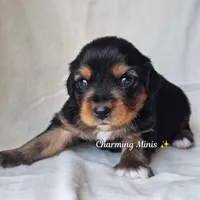 Austin, a male Cavalier King Charles Spaniel and Toy Australian Shepherd for sale in Show Low, AZ – Photo 7 of 8