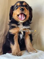 Austin, a male Cavalier King Charles Spaniel and Toy Australian Shepherd for sale in Show Low, AZ – Photo 2 of 8