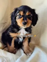 Austin, a male Cavalier King Charles Spaniel and Toy Australian Shepherd for sale in Show Low, AZ – Photo 1 of 8