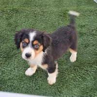 Aussalier Pups Transport Available, a female Aussalier for sale in Pomona, CA – 3 of 5