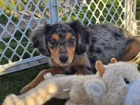 Levi, a male Cavalier King Charles Spaniel and Miniature American Shepherd for sale in Sun City, CA – 2 of 5