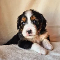 processed/7c4d4a6d-32a3-4423-9591-a142012fb736/listing/eeea61b6-b690-400c-b5da-c61e163cd683/cf1e8c6b-3fce-4c69-a62b-d3a2bc17b49a