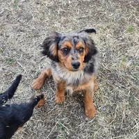 Smokey, a female Aussalier for sale in Pomona, CA – 3 of 5
