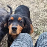 Paddington, a male Aussalier for sale in Pomona, CA – 4 of 7