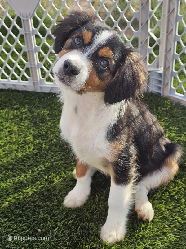 Tex – Cavalier King Charles Spaniel, Miniature American Shepherd puppy for sale in Scottsdale, AZ