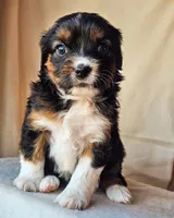 processed/7c4d4a6d-32a3-4423-9591-a142012fb736/listing/fe000b78-b6b9-4669-9750-2dd30535c9ed/85992fc9-86db-4801-ac6f-b76ba5c370e1