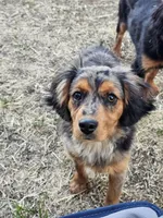 Smokey, a female Cavalier King Charles Spaniel and Toy Australian Shepherd for sale in Show Low, AZ – 3 of 5