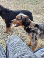 Smokey, a female Cavalier King Charles Spaniel and Toy Australian Shepherd for sale in Show Low, AZ – 4 of 5