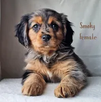 Smokey, a female Cavalier King Charles Spaniel and Toy Australian Shepherd for sale in Show Low, AZ – 1 of 5