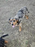 Smokey, a female Cavalier King Charles Spaniel and Toy Australian Shepherd for sale in Show Low, AZ – 5 of 5