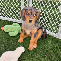 Cash, a male Cavalier King Charles Spaniel and Miniature American Shepherd for sale in Sun City, CA – 3 of 6