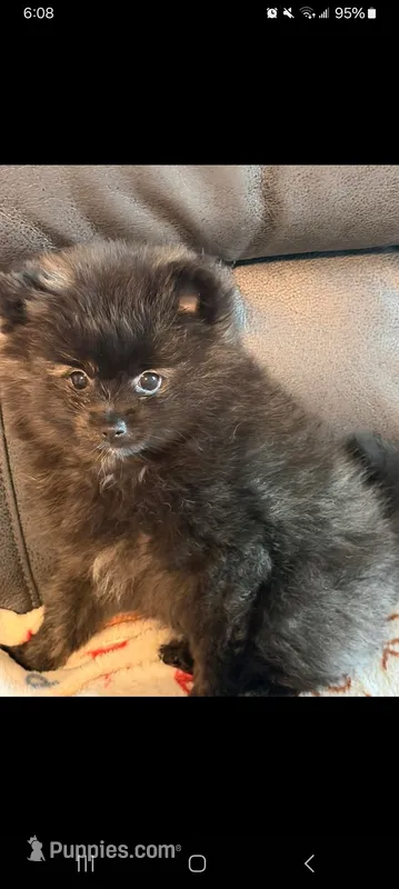 Lily – Pomeranian puppy for sale in New Hampton, NH