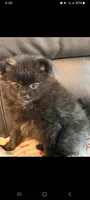 Lily, a female Pomeranian for sale in New Hampton, NH – 1 of 2