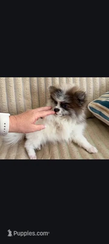 Remy – Pomeranian puppy for sale in New Hampton, NH