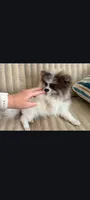 Remy, a male Pomeranian for sale in New Hampton, NH – 1 of 2