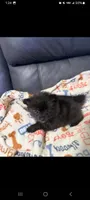 Lily, a female Pomeranian for sale in New Hampton, NH – 2 of 2