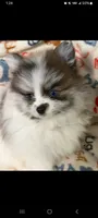 Remy, a male Pomeranian for sale in New Hampton, NH – 2 of 2