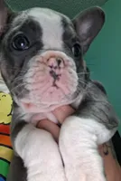 Stellar, a female French Bulldog for sale in Dallas, TX – Photo 10 of 10