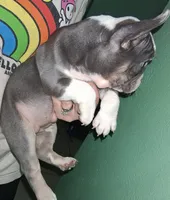 Stellar, a female French Bulldog for sale in Dallas, TX – Photo 6 of 10