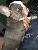 Stellar, a female French Bulldog for sale in Dallas, TX – Photo 8 of 10